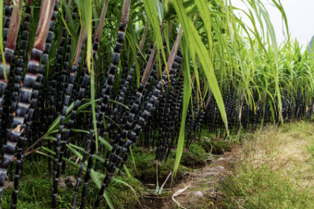 폴리코사놀의효능