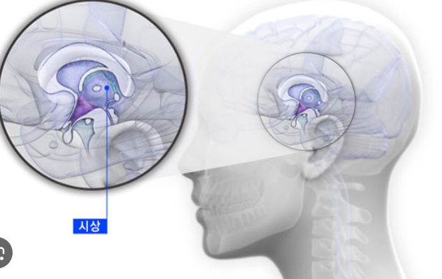 조현병의 증상과 치료