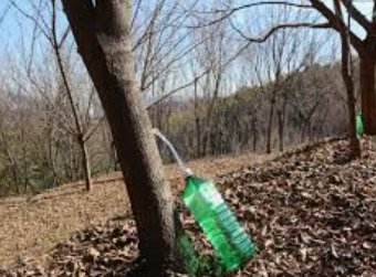 고로쇠 수액, 봄의 기적! 건강과 맛을 동시에 담다