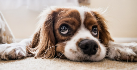 심심해 하는 강아지 이미지