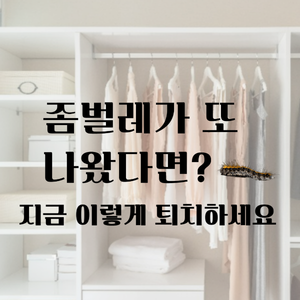 좀벌레가 자주 나오는 집에서 퇴치법을 고민하는 상황을 표현한 썸네일 이미지