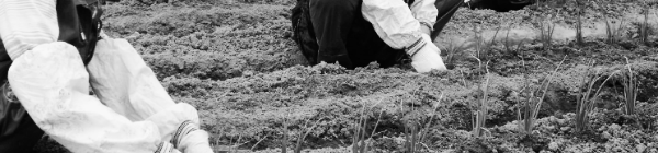 고랑 깊이: 30~35cm