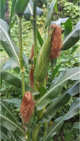 옥수수 키우는 법 품종 파종 수분수 당도 올리는 비결_14