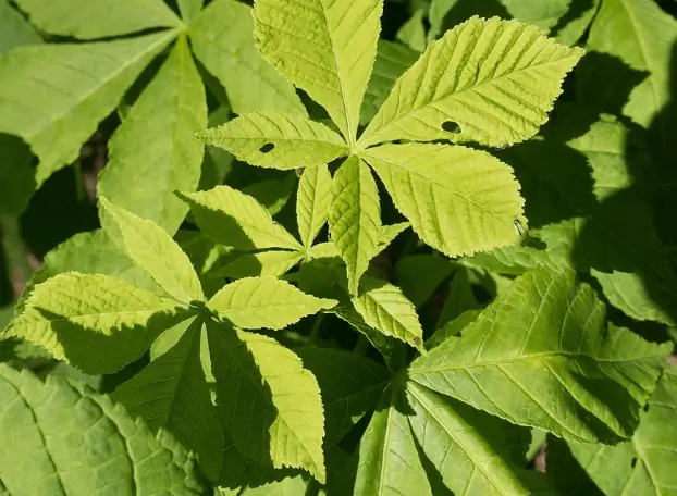 플로라필과 클로로필 차이 (쉽게 정리)