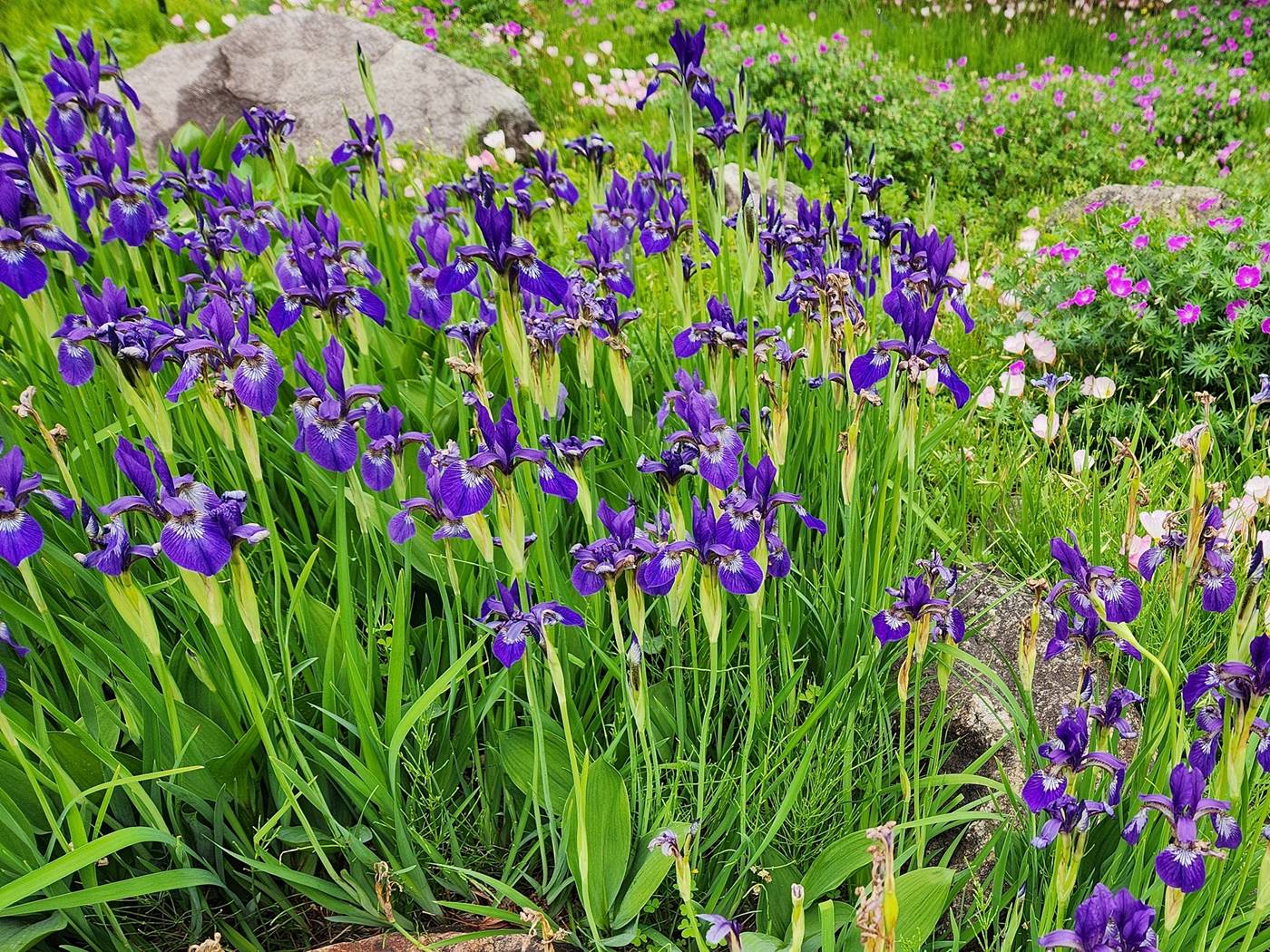 붓꽃(아이리스) Iris