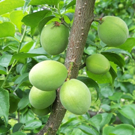 매실 효능 부작용