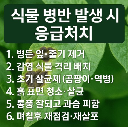 식물 병반 발생 초기 응급처치법 7단계 안내 사진