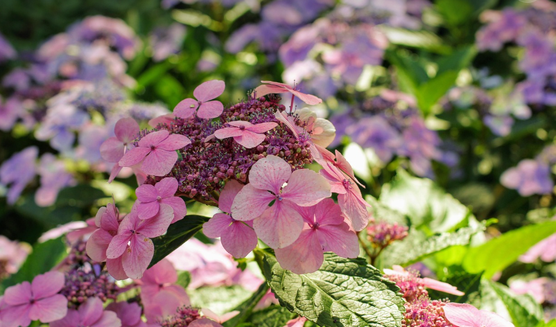 수국 개화 시기