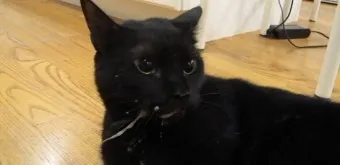 고양이 근육 경련 증상 원인 치료_4