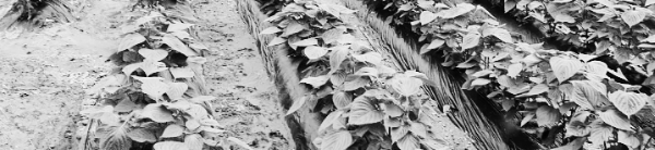 들깨 씨앗 파종시기