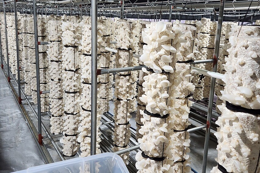 생방송투데이 3806회 넘사벽의 비밀 1억 매출, 버섯 농사짓는 근육맨 편 머쉬앤머슬 버섯 주문방법