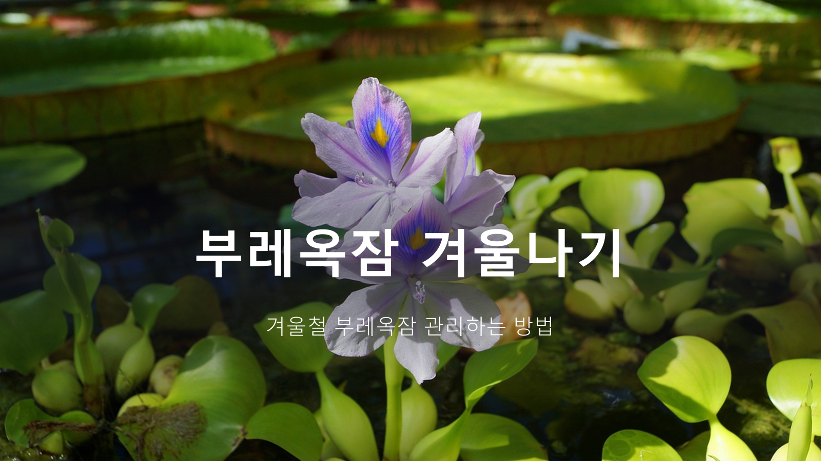 부레옥잠 겨울나기 가이드