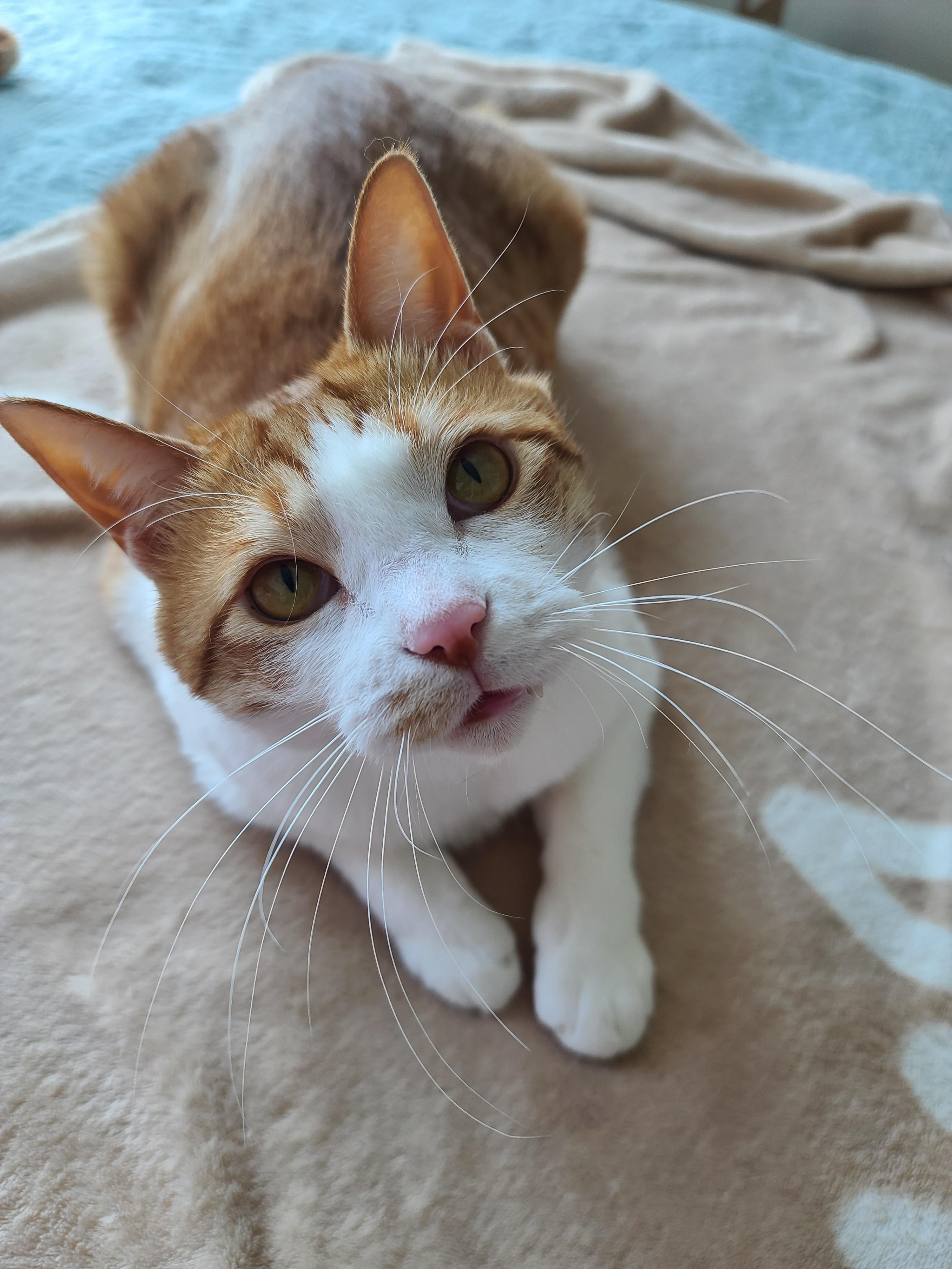 고양이 수염의 역할. 우리집 고양이들의 사냥할때 수염 모양새. 수염발사!! 사진귀여움 주의!