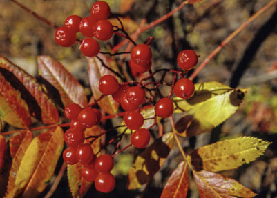 마가목 효능 부작용 먹는 방법 재배 열매&amp;#44; 나무 총정리