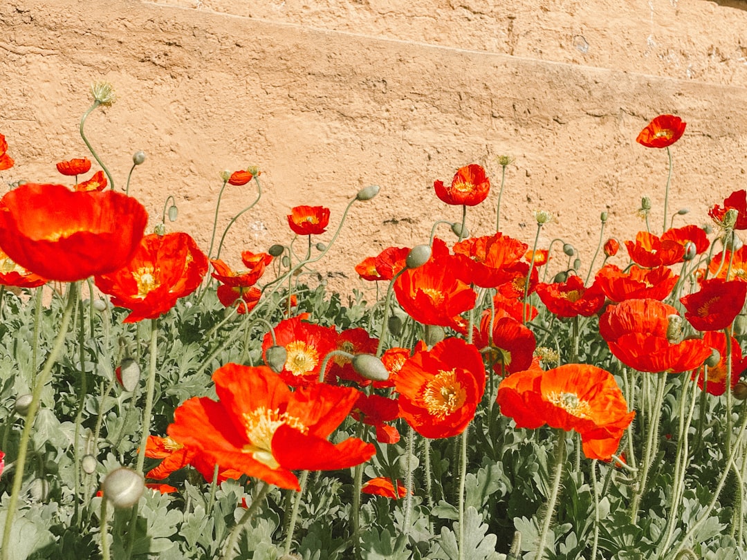 Poppy