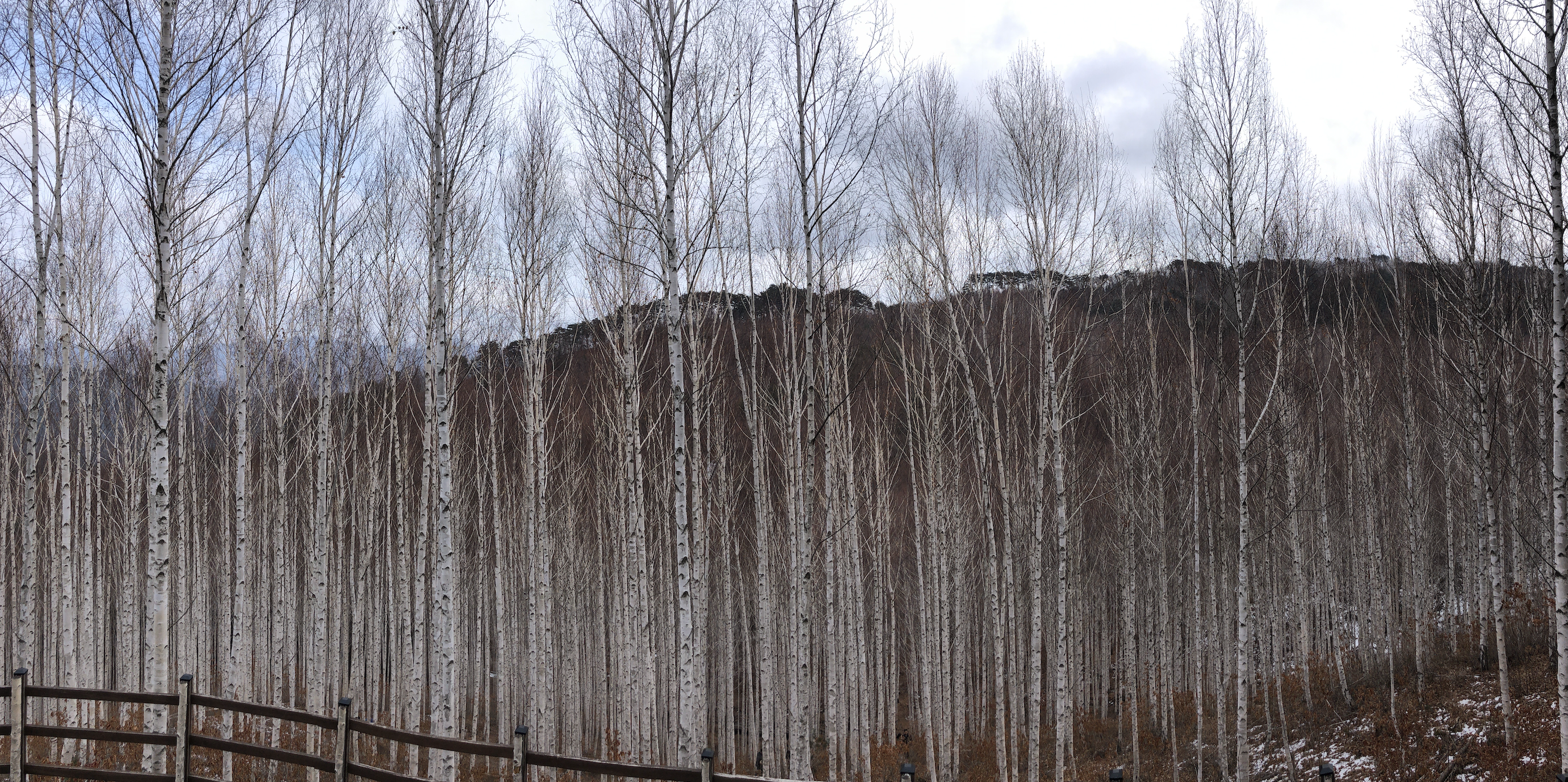 원대리 자작나무숲