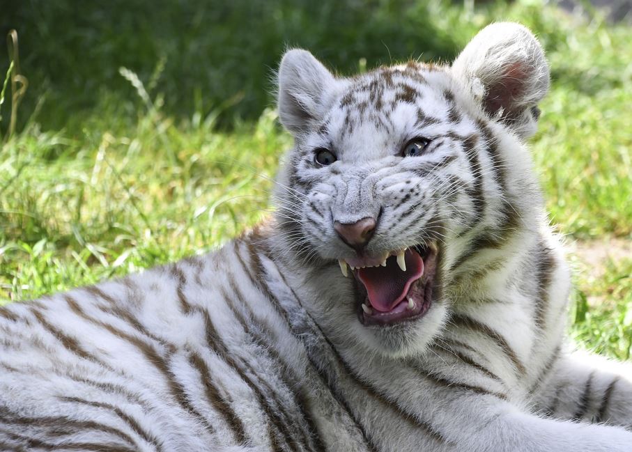 2026년 띠별 운세 총정리