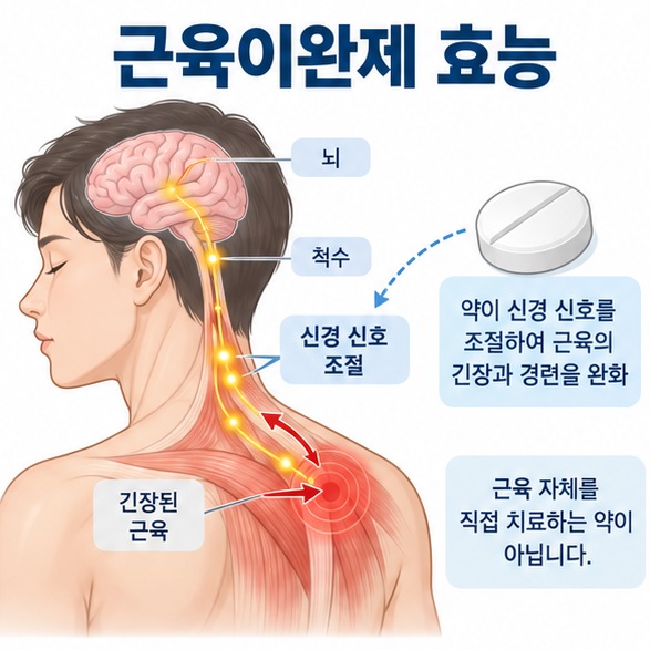 근육이완제 효능 문구와 근육 신경 신호를 단순하게 표현한 의료 교육용 대표 인포그래픽