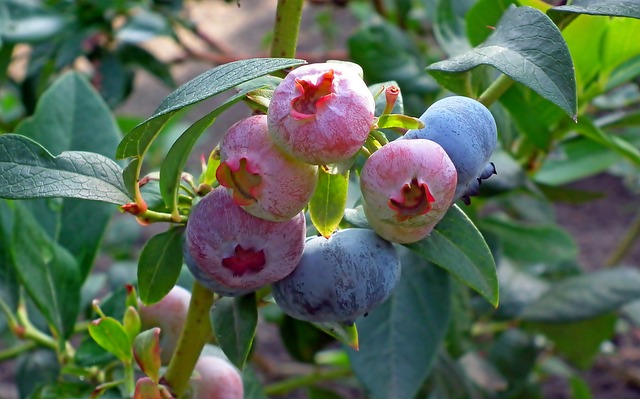 입술 포진 빨리낫는법 3
