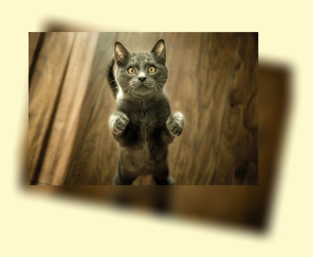 고양이 행동 언어_2_subsection