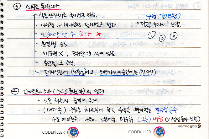 스피로플라스마