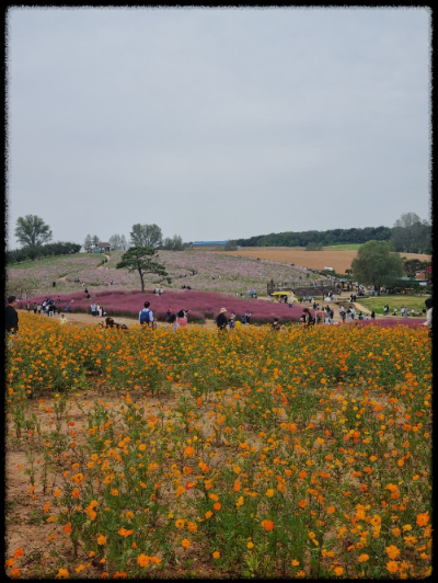 안성팜랜드 핑크뮬리&amp;#44;코스모스 가을 사진여행 추천합니다.