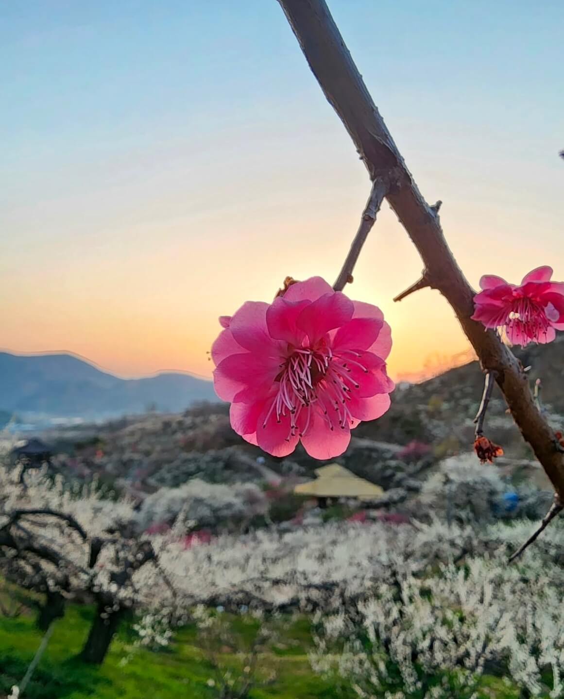 광양 매화축제기간