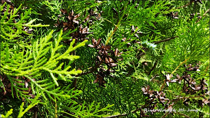 측백나무 열매(柏子仁)