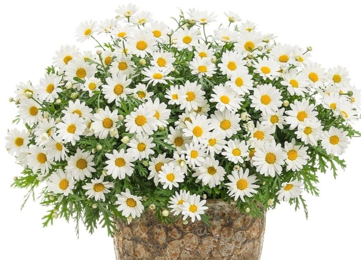 가을에 피는 꽃 종류 구절초