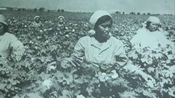 목화 농장에서 일하는 고려인 여성들