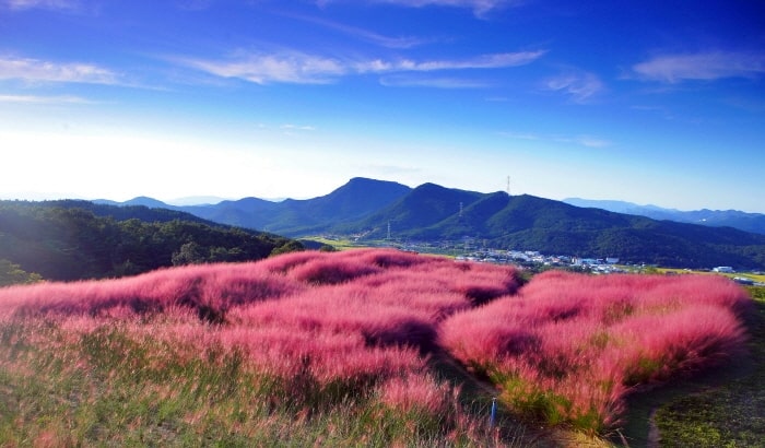 경상북도 칠곡 가산수피아 핑크뮬리 명소