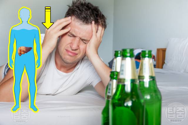 참외 효능 숙취 참외씨 참외껍질 참외꼭지 효능 참외부작용 하루섭취량