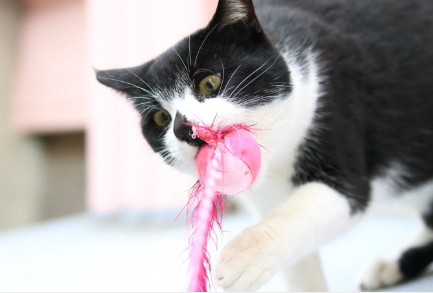 장난감을 씹는 고양이.