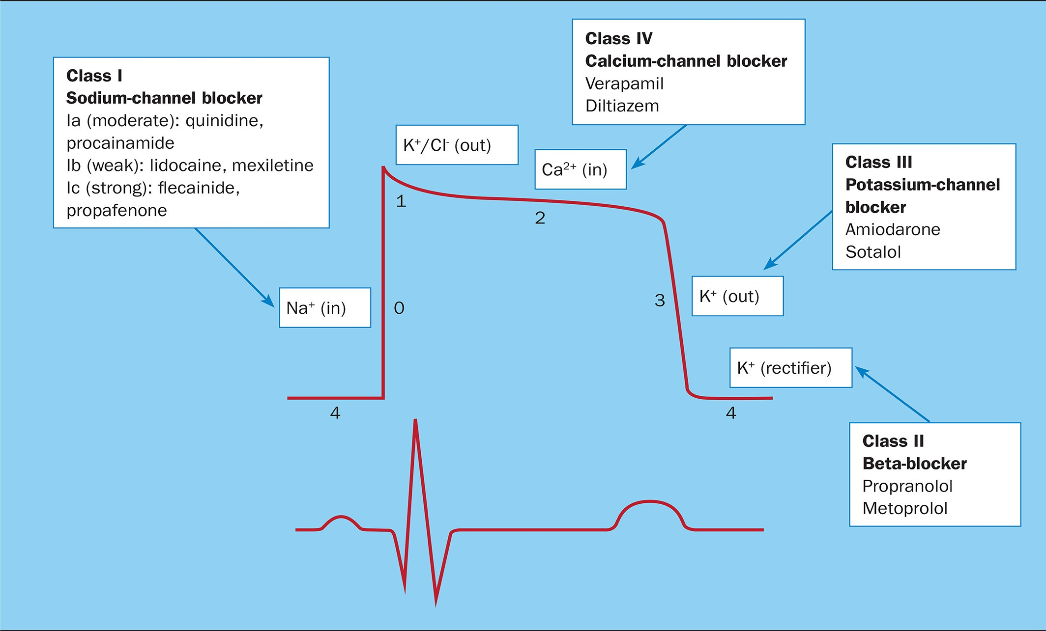 항부정맥제 종류와 작용 원리, 복용 시 주의사항까지 정리