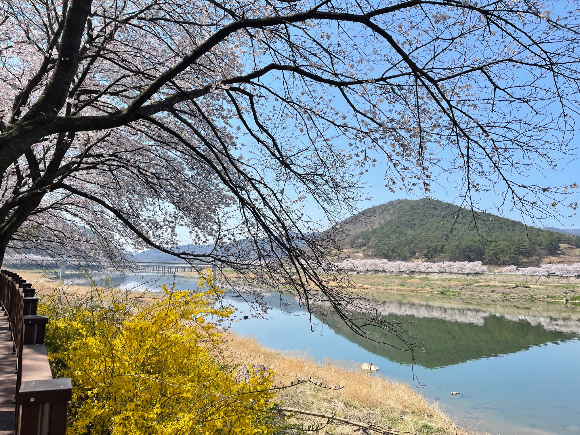 구례-300리-벚꽃축제