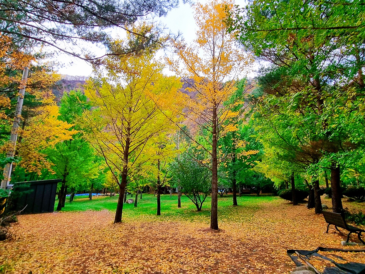 강원도 홍천 은행나무숲 방문 후기(10.23.): 단풍 확인 팁, 먹거리, 숙박