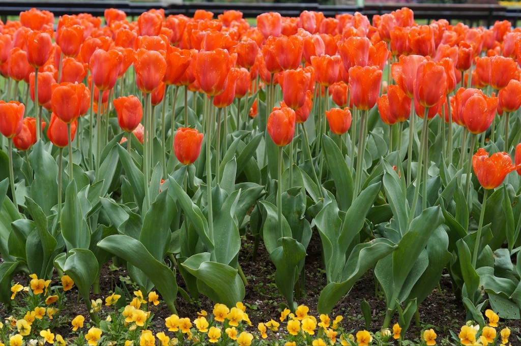 에버랜드 튤립축제