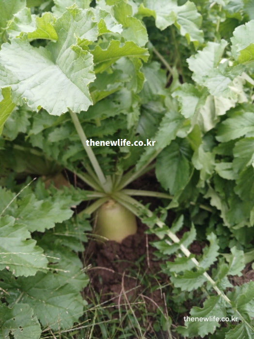 감기 예방에 도움을 주는 고농도 비타민C를 머금고 자라나는 겨울 무 재배 실사진