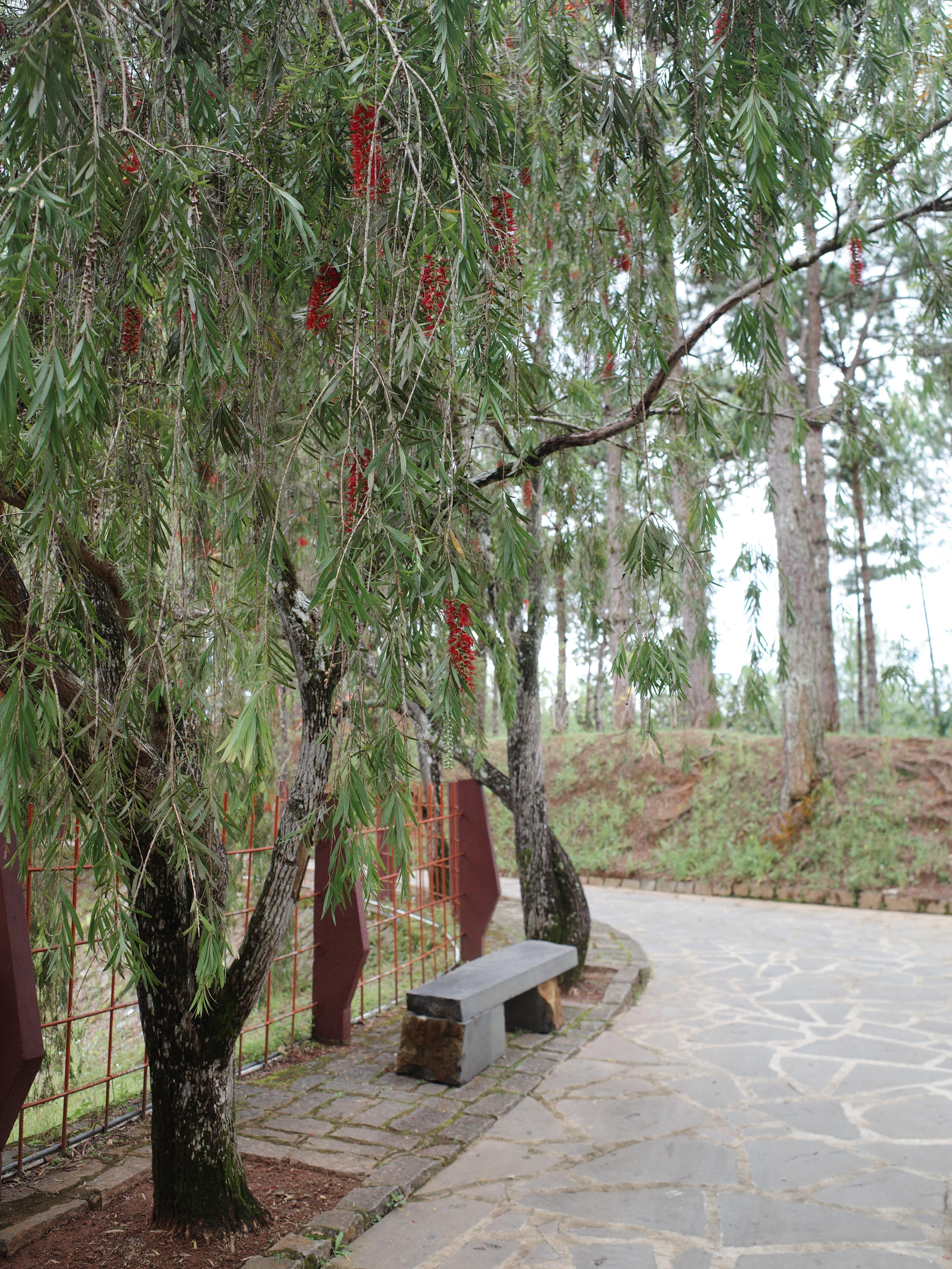 Tr&uacute;c L&acirc;m Zen Monastery 산책길