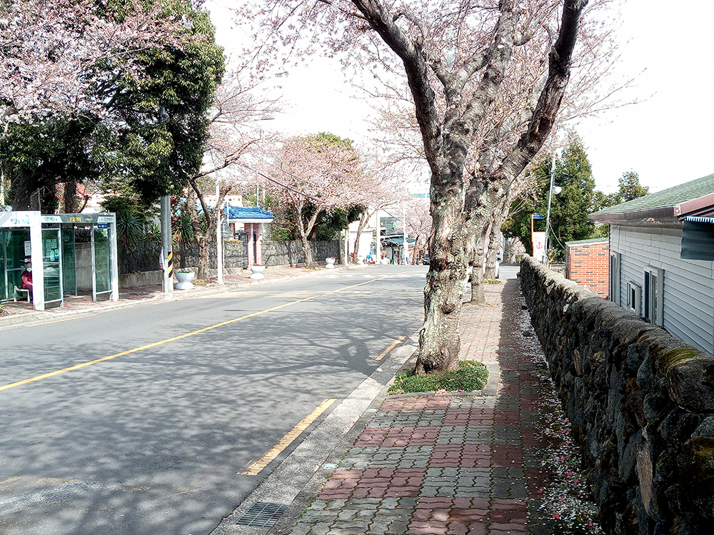 인싸들이 찾는 서귀포 핫플레이스 서호호근로 벚꽃길