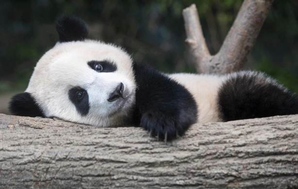 푸바오 반환 이유 근황 및 푸바오 생일 성장 영상 사진 정리