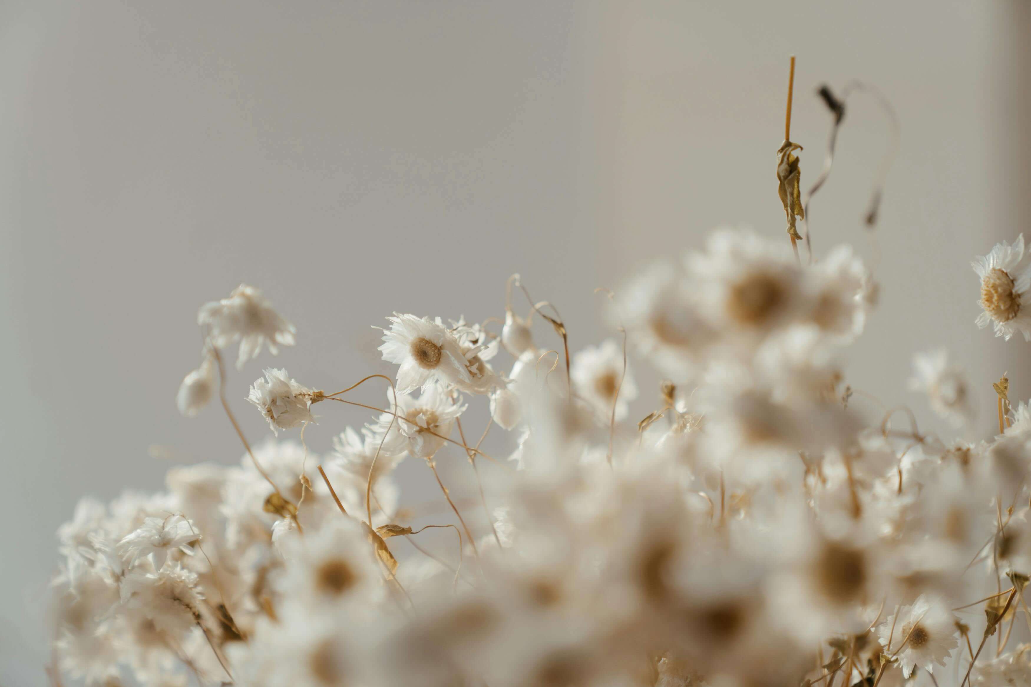 캐모마일차의-효능,부작용,칼로리,카페인-총정리