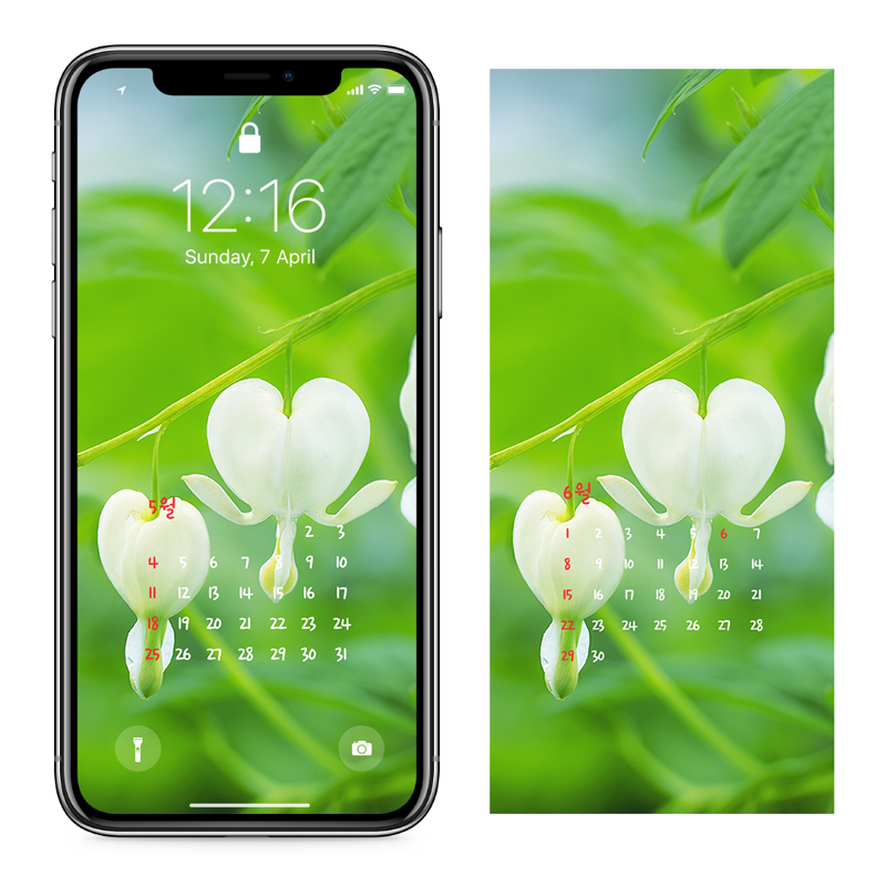 02 흰색 금낭화 AB - 2025년5월 아이폰달력배경화면