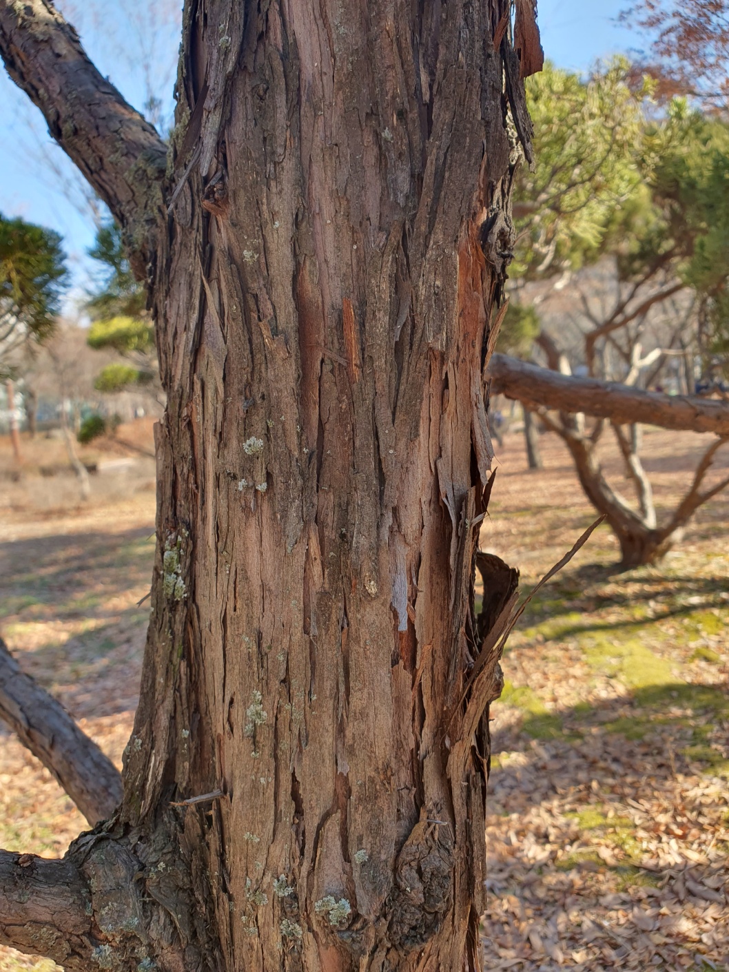 가이즈카향나무