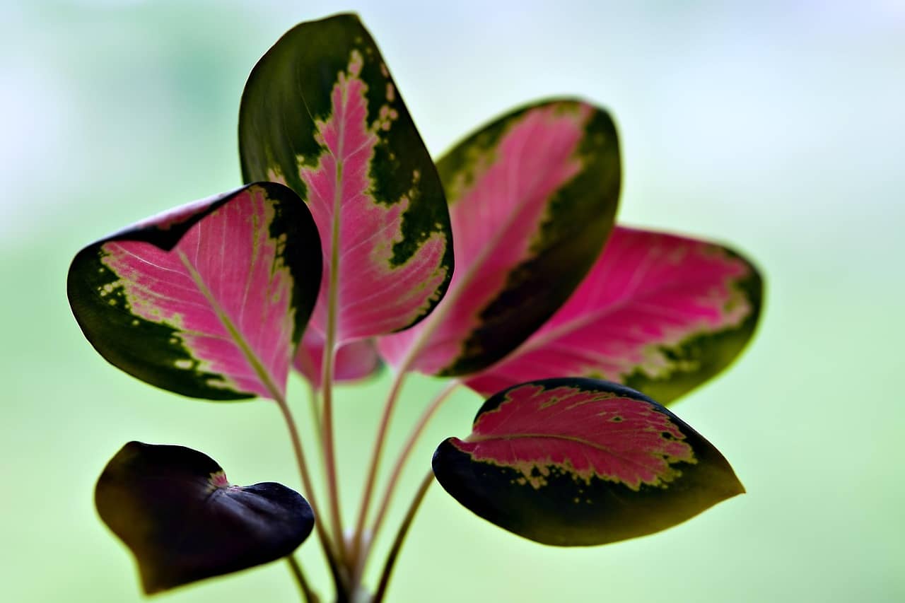 빛이 적은 공간에서도 건강하게 자라는 식물