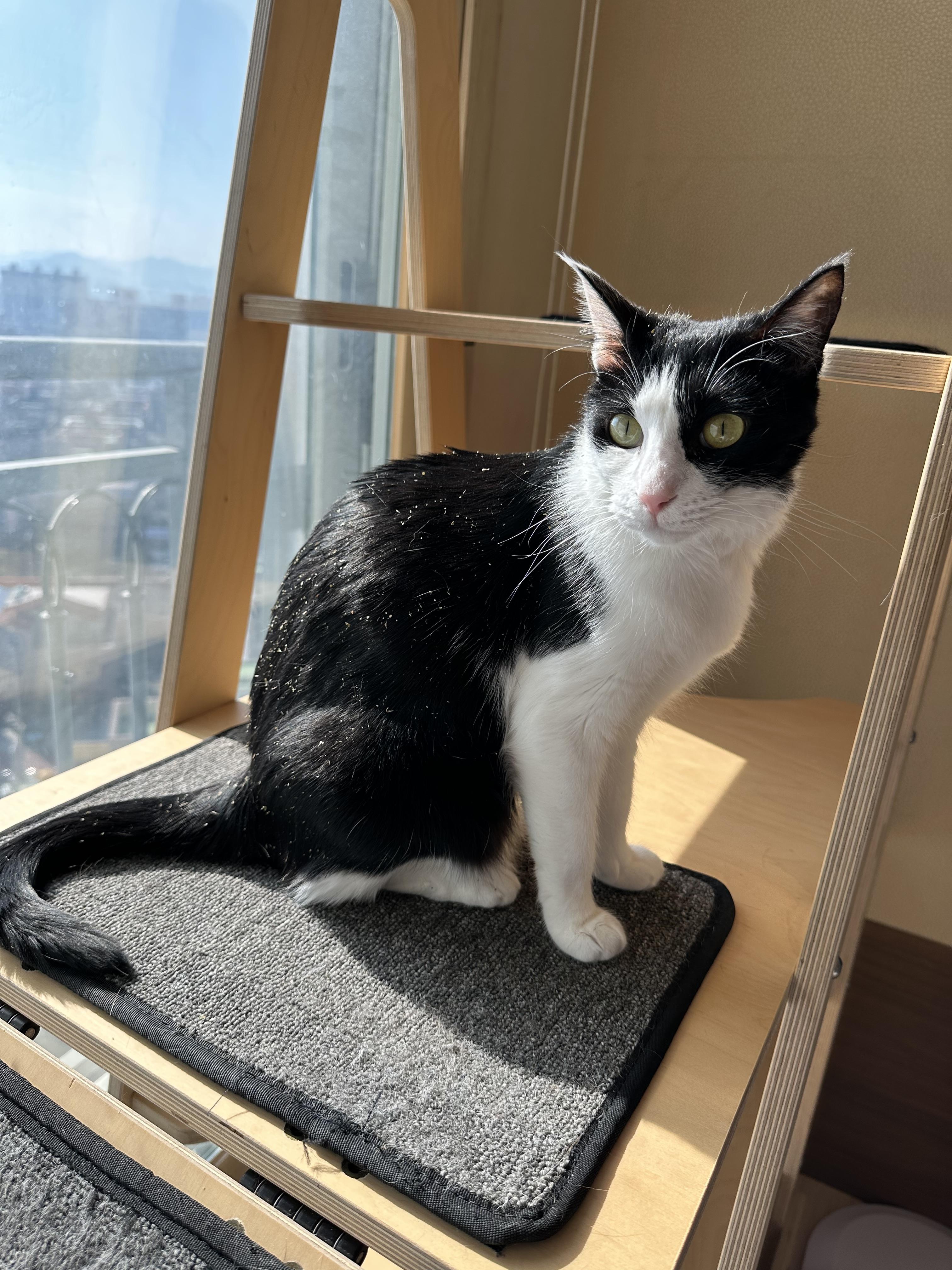 캣닢파티! (feat.냥냥이들이 즐거울수록 집사는 일이 많아진다)