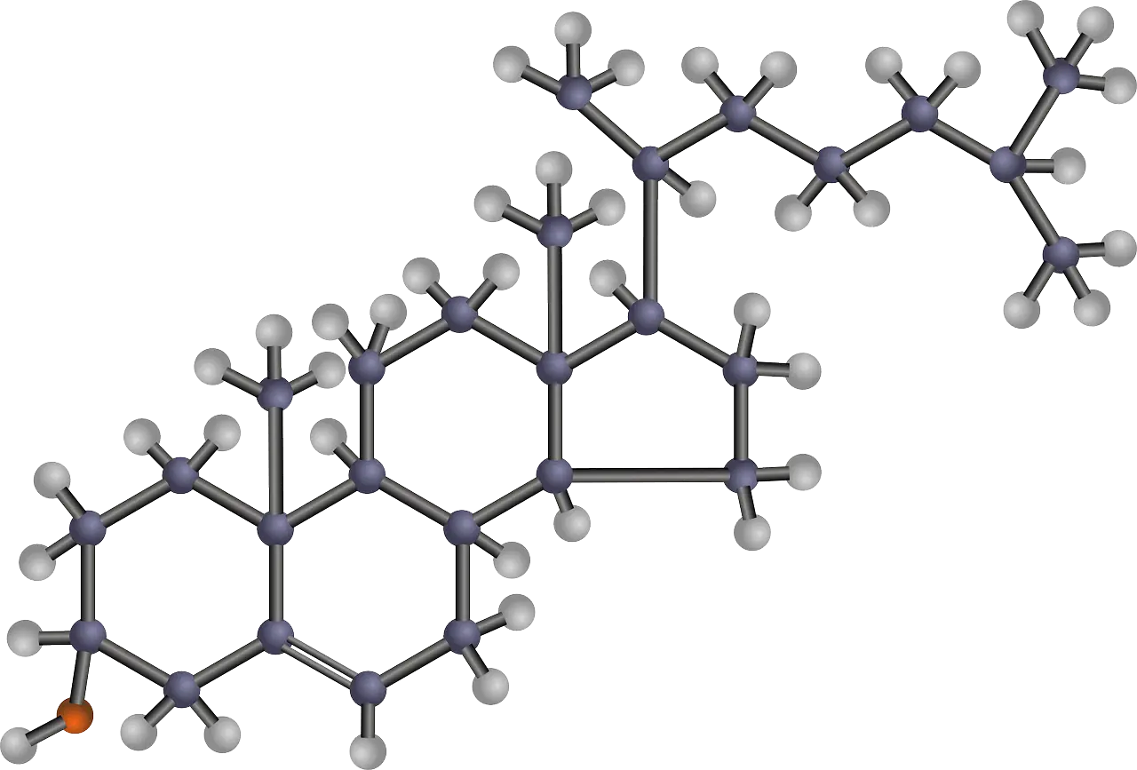 호모시스테인 조절