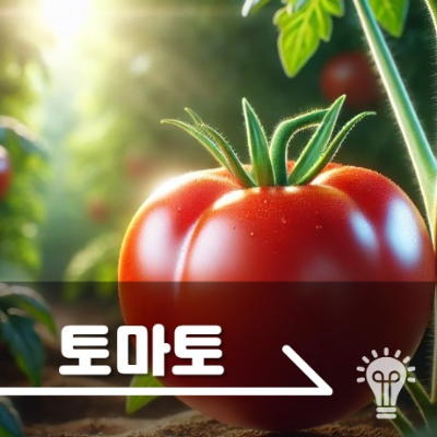 토마토 효능 부작용