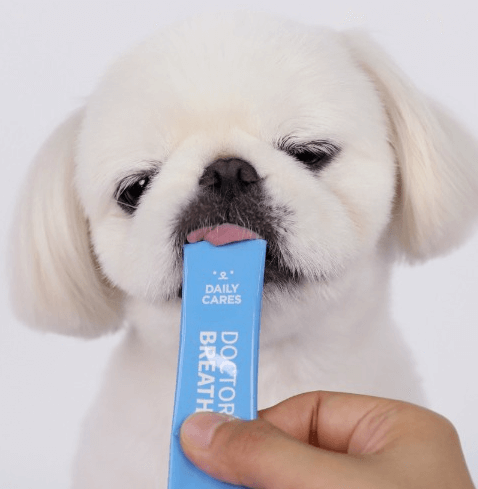 영양제를 먹고있는 강아지