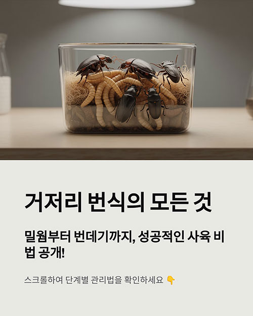 거저리 번식 성공률을 높이는 사육법
